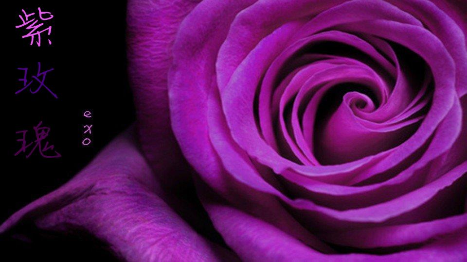 紫玫瑰 exo