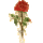 池中花