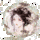 莲花狐